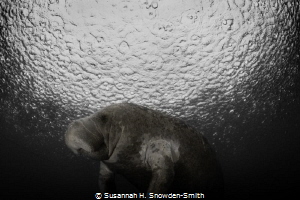 "Manatee On The Moon"
While photographing manatees, rain... by Susannah H. Snowden-Smith 